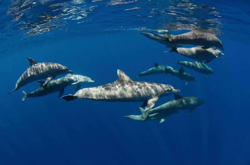 Dolfijnen Wat te doen in IStrië
